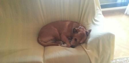 'Excalibur', la mascota de la mujer ingresada por ébola, en una imagen difundida en Facebook.