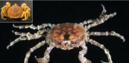 Cangrejo de la especie 'Halicarcinus planatus'
