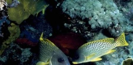 El plancton, a estudio