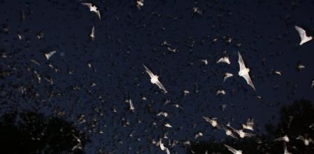 Murciélagos en plena noche