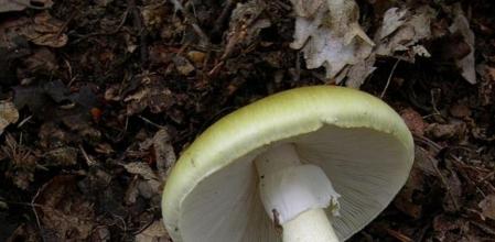 Imagen de la especie 'Amanita phalloides', conocida como oronja verde u oronja mortal, que podría haber causado la muerte de la mujer en Girona