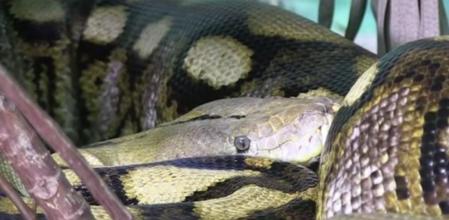 Serpiente pitón del Zoo de Louisville, en Estados Unidos