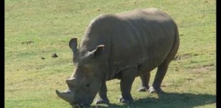 Angalifu, rinoceronte blanco del norte muerto en el San Diego Zoo Safari Park
