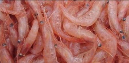 Camarón boreal (Pandalus borealis)