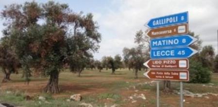 Olivos afectados por la plaga de 'Xylella fastidiosa' en Apulia, en el sureste de Italia
