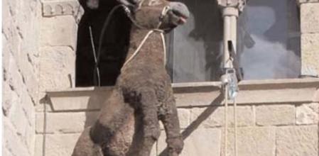 La 'Penjada del Ruc' en el carnaval de Solsona