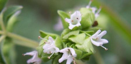 El aceite de mejorana puede aliviar el dolor provocado por las anginas
