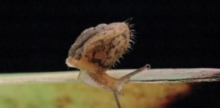 Caracol de la especie 'Montserratina martorelli'