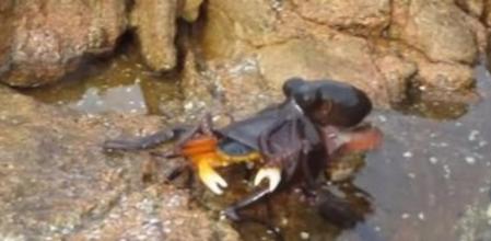 Un pulpo captura a un cangrejo fuera del agua, en una Yallingup (Australia)