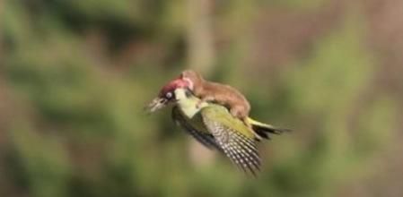 Pájaro carpintero -pito real- volando con una comadreja a la espalda en un parque de Londres