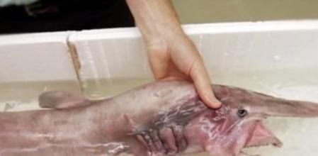 Ejemplar juvenil de tiburón duende, conservado en el Museo Australiano de Sidney