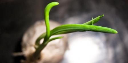 La yemoterapia aporta energia y mejora el estado de salud de nuestro organismo