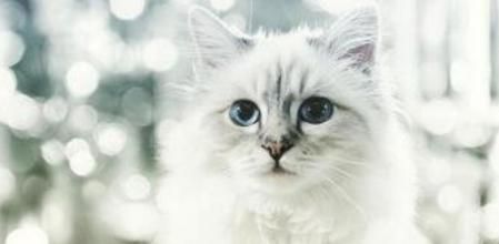 Choupette Lagerfeld, la gata millonaria