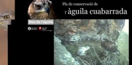 Bloc y página web del plan de seguimiento del águila perdicera en el Parque del Garraf