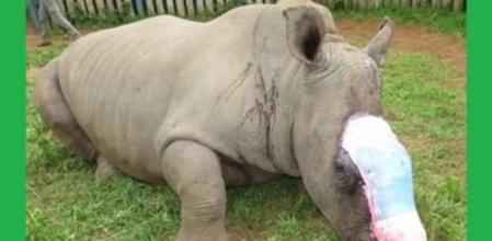 Hope, hembra de rinoceronte herida y recuperada en Sudáfrica