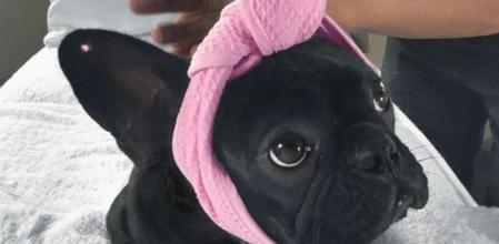El perro de Lady Gaga y sus tratamientos de belleza
