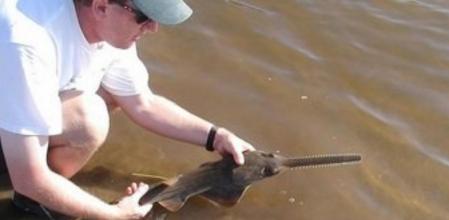 Ejemplar joven de pez sierra de la especie 'Pristis pectinata'
