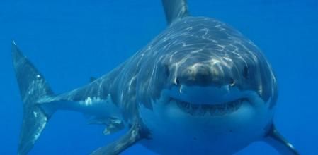 Imagen de archivo de un tiburón blanco