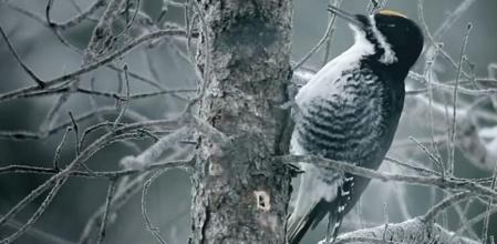 El improbable protagonista del tráiler de 'Fargo'.