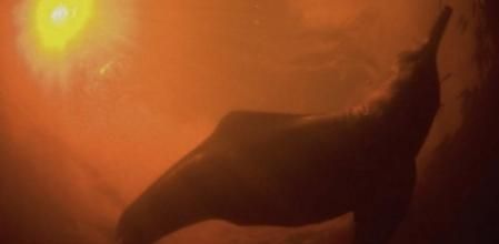 Un ejemplar de boto, también conocido como delfín rosado o del Amazonas.