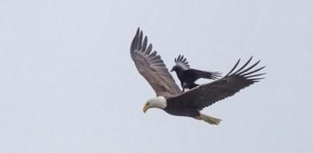 Cuervo sobre un águila calva (1)