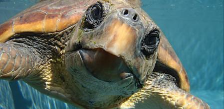Tortuga en el centro de recuperación de fauna silvestre de Tafira, en la isla de Gran Canaria