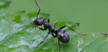 Hormiga de la especie 'Formica fusca'