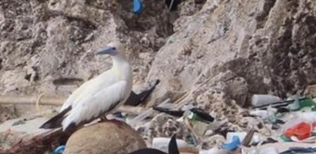 Ejemplar de piquero patirrojo ('Sula sula') en una zona costera cubierta de residuos y plásticos en Christmas Island, en el océano Índico