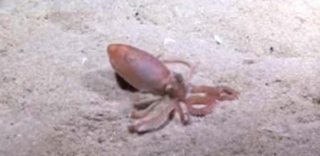 Pulpo de la especie 'Octopus kaurna' enterrándose en el fondo marino