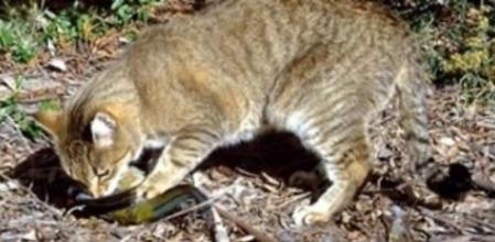 Gato asilvestrado en Australia