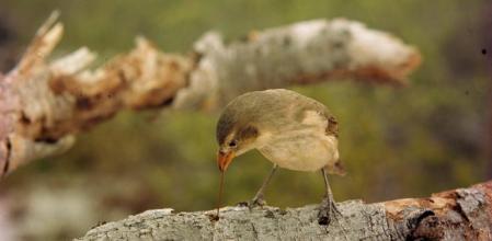 Un pinzón carpintero sondea una rama con una espina de cactus en las Islas Galápagos.