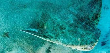 Angelote o tiburón ángel ('Squatina squatina') en aguas de Canarias