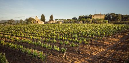 Plano general de la finca que ha adquirido Bodegas Torres, con el Castell de la Bleda detrás&nbsp;