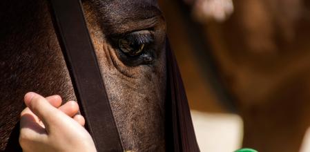 GRAF6797. SEVILLA. 18/04/2018.- Un caballo hoy en el recinto de la Feria de Abril de Sevilla. EFE/Raúl Caro.