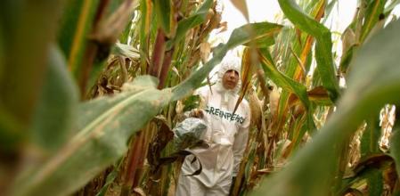 Los científicos han logrado cuantificar la reducción en la fotosíntesis por la contaminación por microplásticos en los cultivos: hasta un 12%