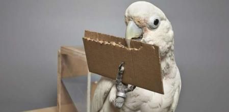 Las cacatúas son capaces de fabricar herramientas y de modificarlas para conseguir alimento