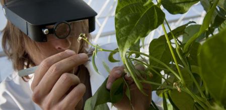 Autorizado el uso de un producto que acaba con el fuego bacteriano en los cultivos de Catalunya