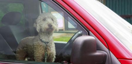 Durante el verano, son habituales las noticias de perros o gatos muertos en el interior del vehículo como consecuencia del calor y la ausencia de ventilación