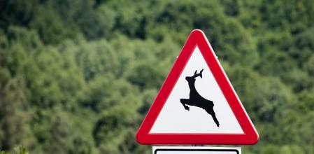 Colisionar con un animal es un tipo de accidente relativamente frecuente