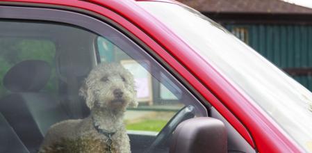Durante el verano, son habituales las noticias de perros o gatos muertos en el interior del vehículo como consecuencia del calor y la ausencia de ventilación