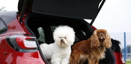 Megabox: el innovador sistema que Ford ha diseñado para que nuestras mascotas se sientan más a gusto cuando viajen en coche con nosotros