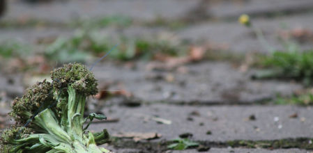 El desperdicio alimentario es una tragedia mundial