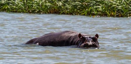La aterradora experiencia de unos turistas perseguidos por un hipopótamo en Kenia