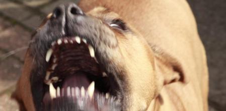 Imagen de archivo de un pitbull agresivo
