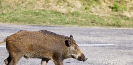 Colisionar con un animal es un tipo de accidente relativamente frecuente