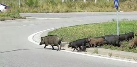 Una familia de jabalíes cruza una carretera