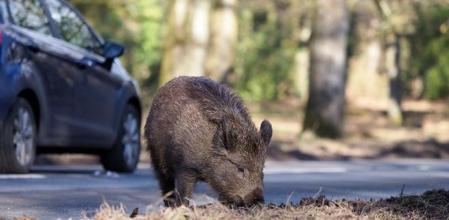 Los jabalíes son los animales más involucrados en los accidentes de tráfico con fauna en España&nbsp;