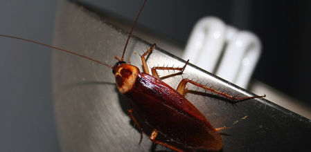 Una cucaracha malherida es llevada a urgencias y el veterinario la trata gratis