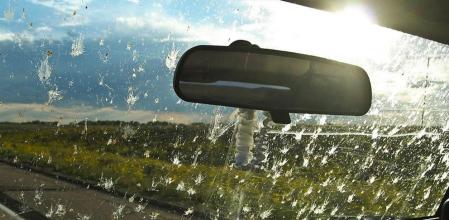 El impacto de insectos en los vehículos puede ayudar a entender sus poblaciones