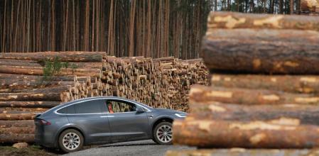 Un ejemplar de Tesla se encuentra en la zona deforestada donde se levantará la Gigafactoría europea de Elon Musk